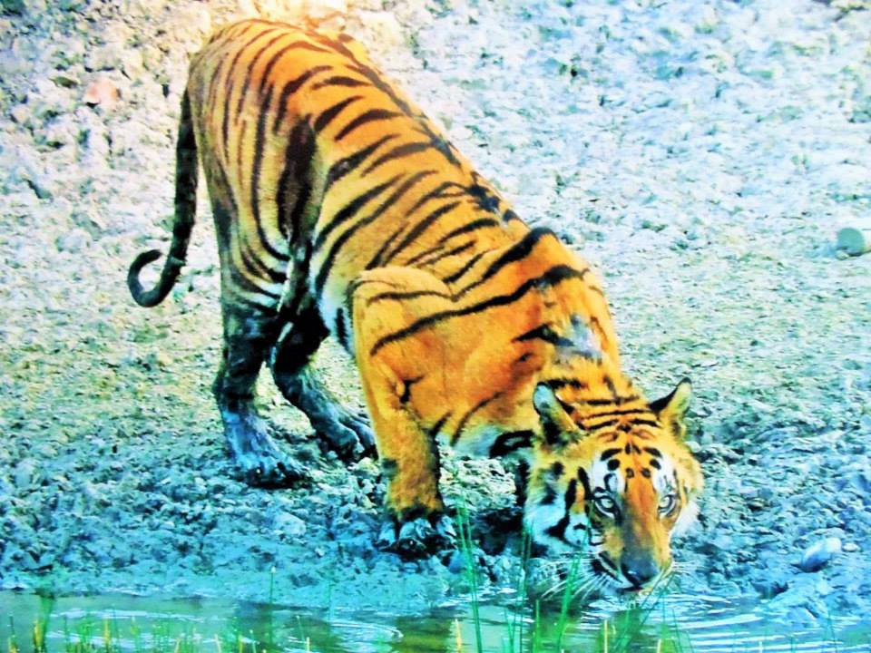 Sundarban tiger