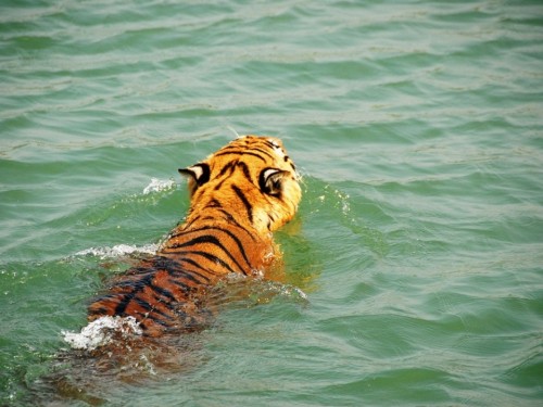 15 Sundarban amazing facts: Tiger, Mangroves, islands and wildlife -  Trekkerpedia