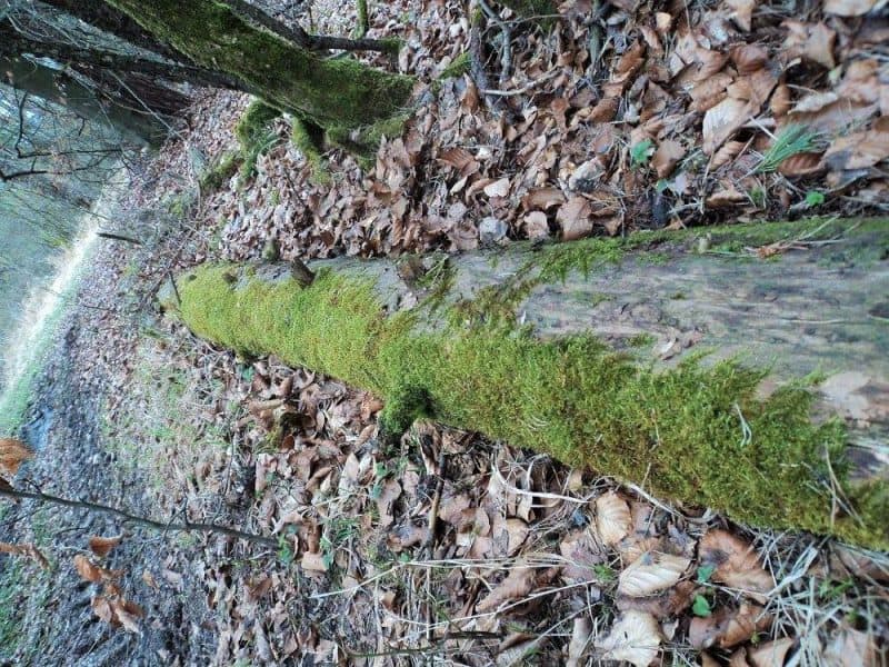 Fallen log in the woods