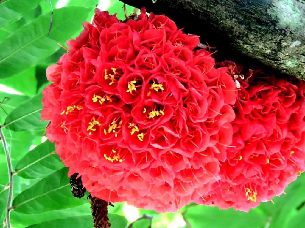 mysterious flower of SSR Botanical Garden, Mauritius