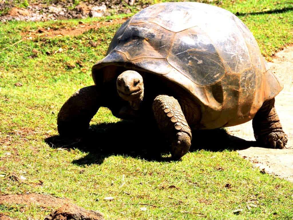 tortoise at SSR botanical garden