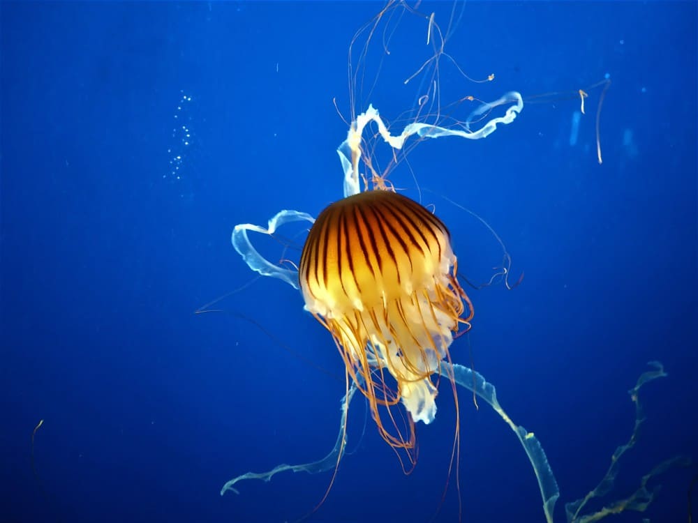 Vancouver Aquarium: Timings, Prices, Parking, & Other ...
