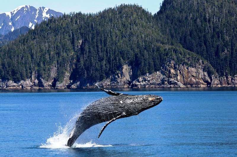 Ngắm cá voi tại Vancouver Island khi đến định cư British Columbia